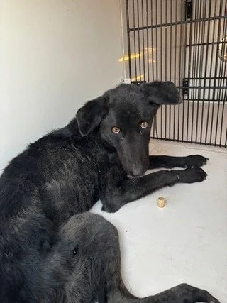 We just wanted everyone to see how far Smoochy has come. She was found as a stray in January in pretty bad shape. We don&rsquo;t know why or what happened. BUT LOOK AT HER NOW!
 
This cutie was at @epanimalsvc for six months with no interest, and she