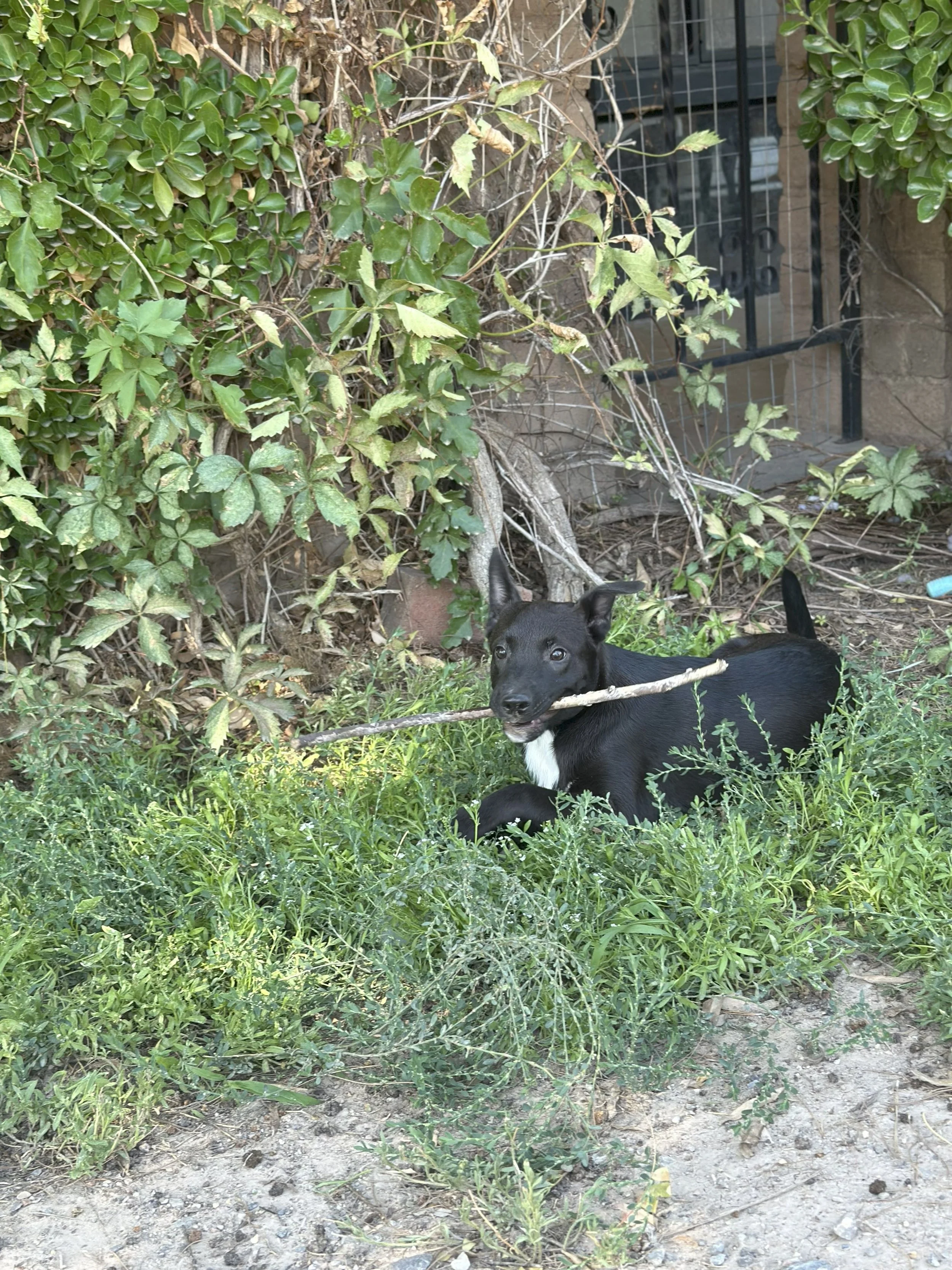 IMG_9329.jpeg