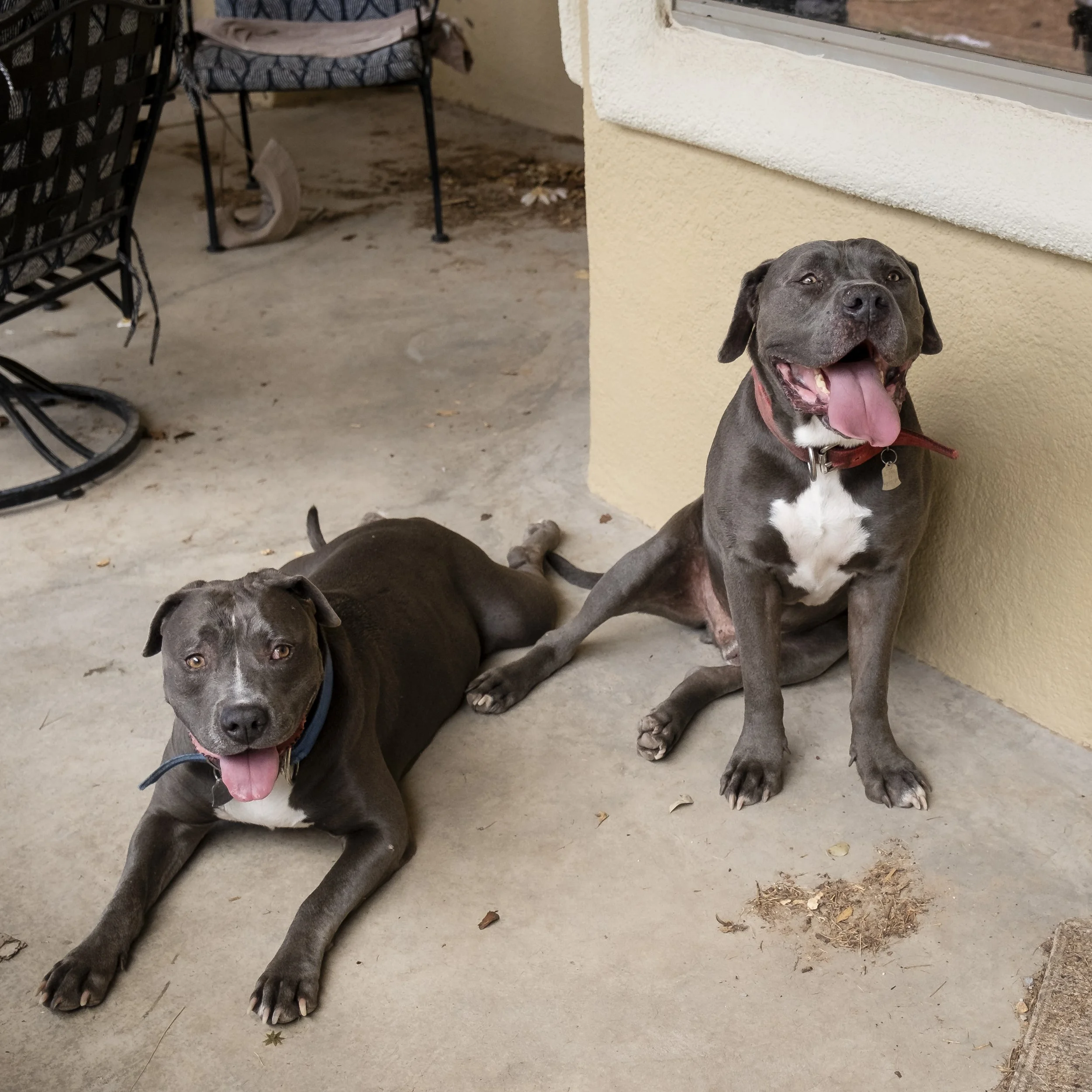 EPAS_RanchDogs_14.jpg