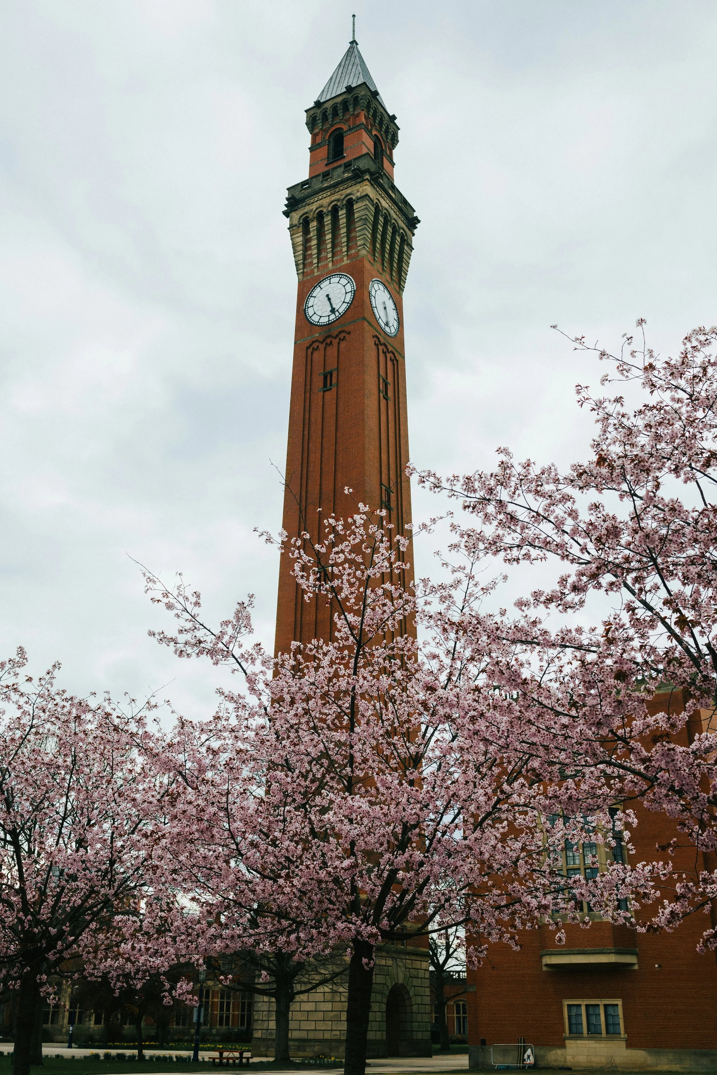 A tall clock tower with pink blooming cherry blossom trees in the foreground and a cloudy sky in the background.