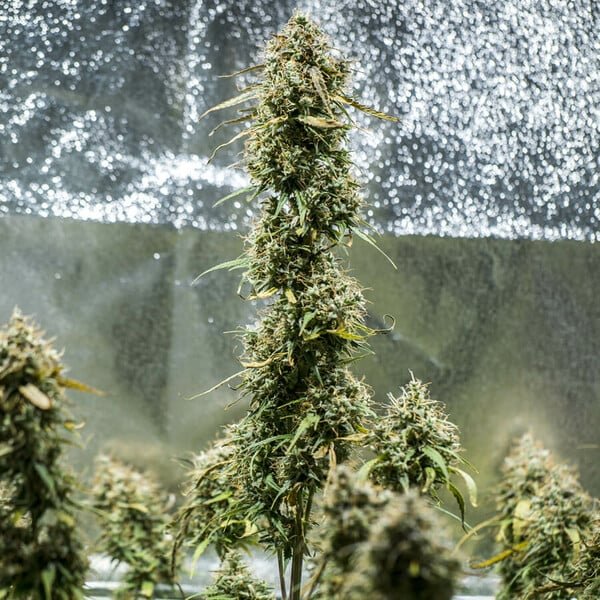 haze-berry-automatic (1).jpg