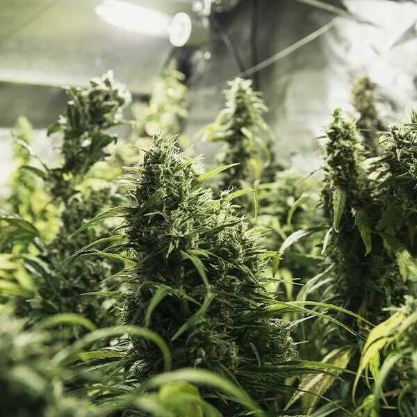 painkiller-xl (1).jpg