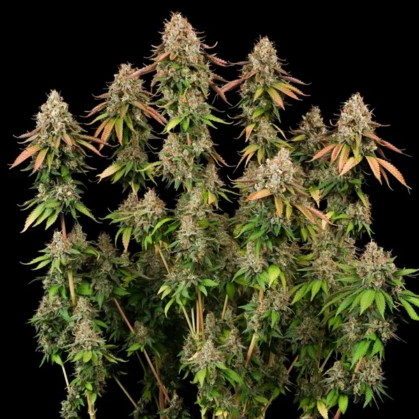 royal-highness (1).webp