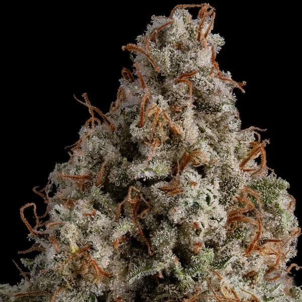 white-widow RQS 4.jpg