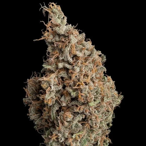 sour-diesel 3.jpg