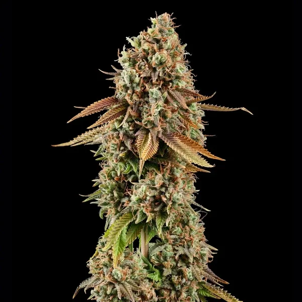 purple-punch rqs 4.webp