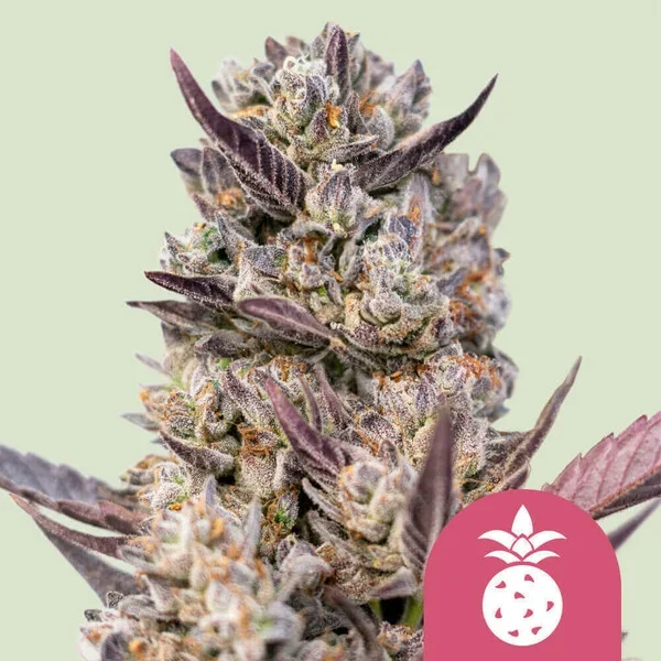 Tropicana Cookies Purple Purple Punch x Tropicana Cookies