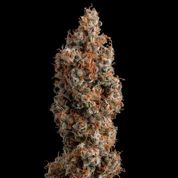 trainwreck rqs 4.jpg