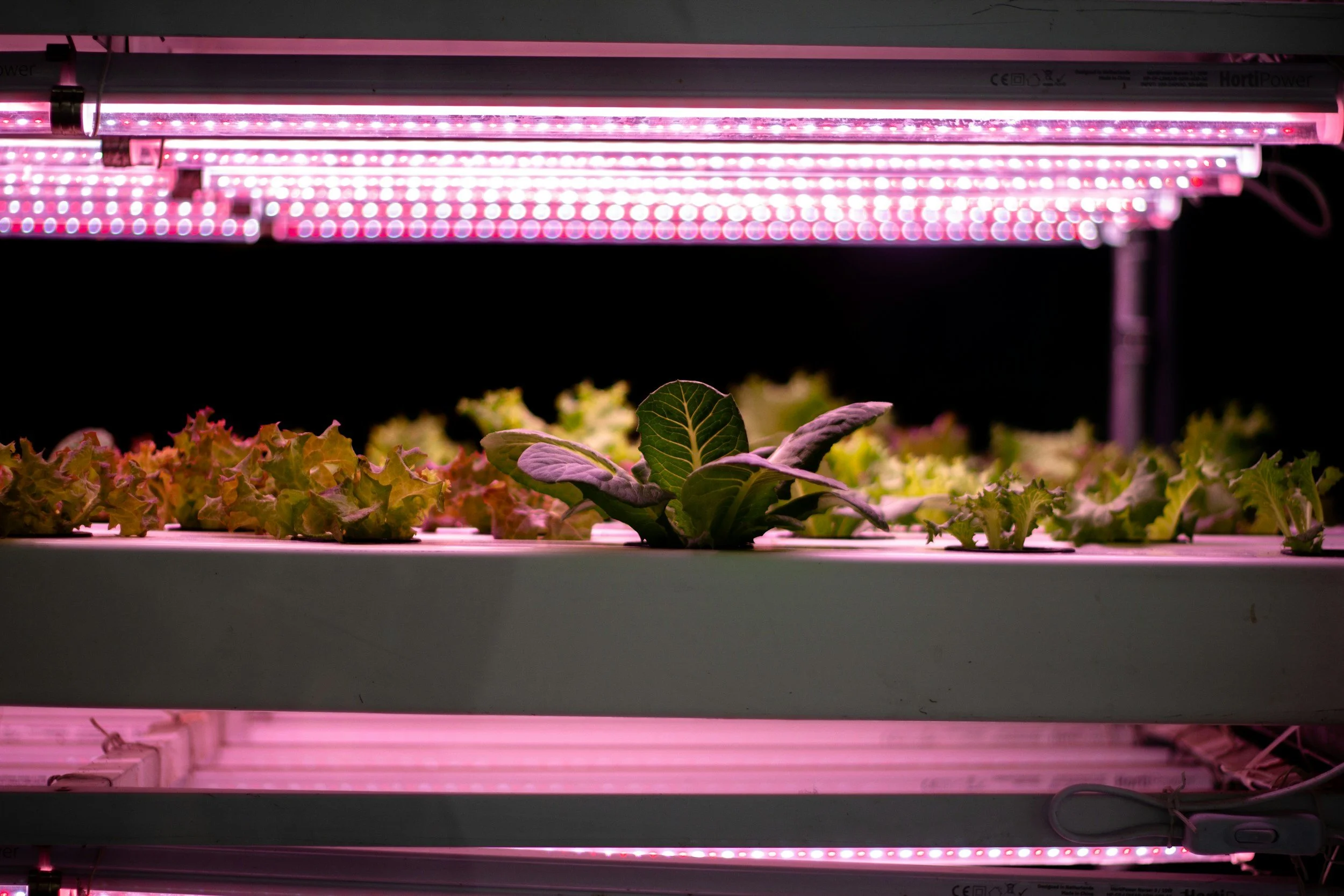 Indoor vertical farm with LED grow lights illuminating leafy greens and lettuce plants.