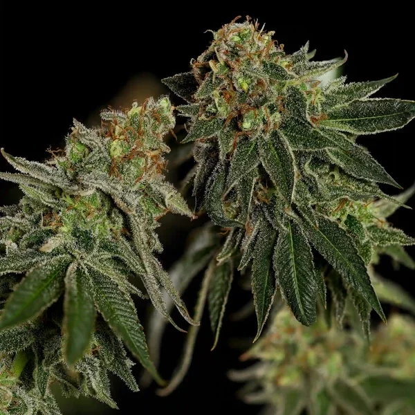 medical-mass (1).webp