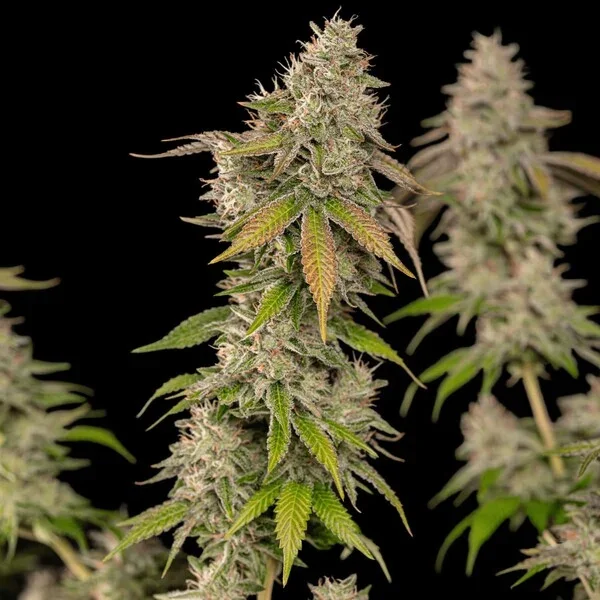 cereal-milk RQS 4.webp