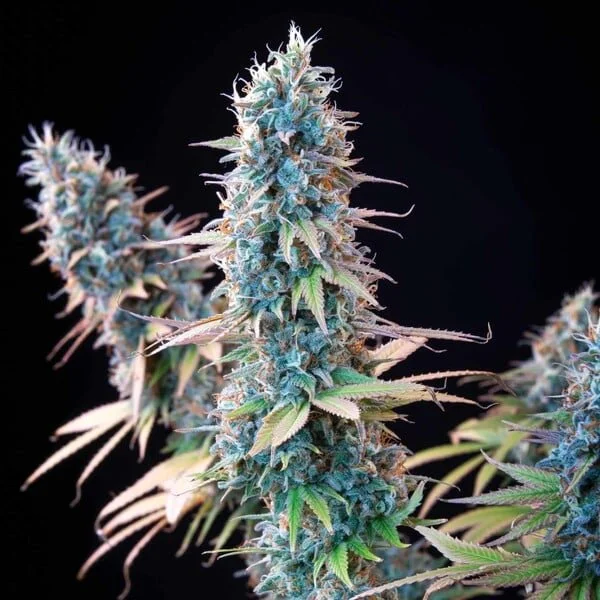 granddaddy-purple 4.jpg