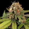 tatanka-pure-cbd (3).webp