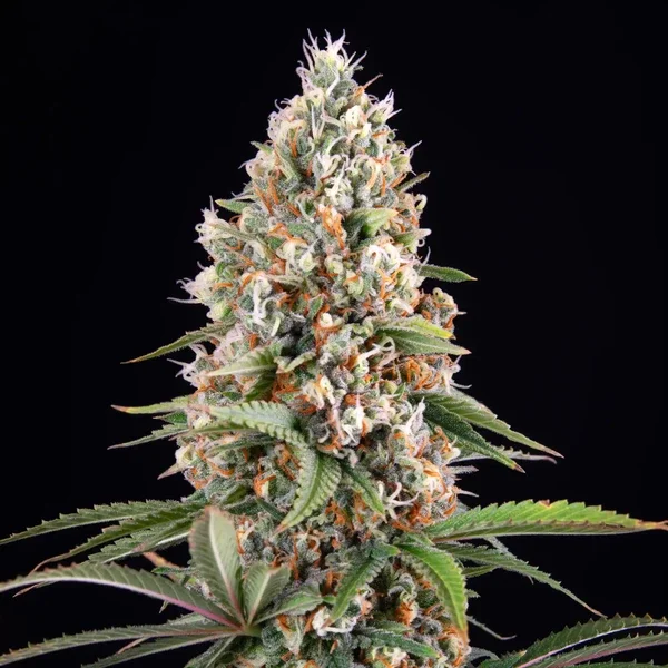 candy-kush-express-fast-flowering 2.webp
