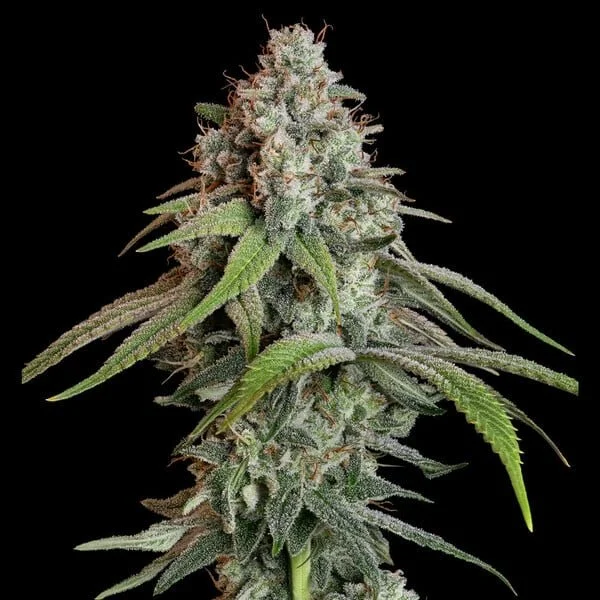 white-widow RQS 3.jpg