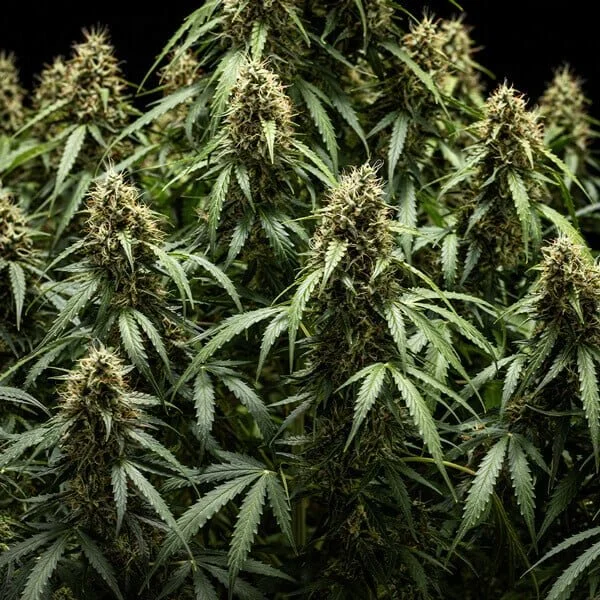 corkscrew-automatic (1).jpg