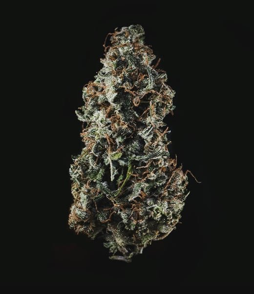 royal-haze-automatic (3).jpg