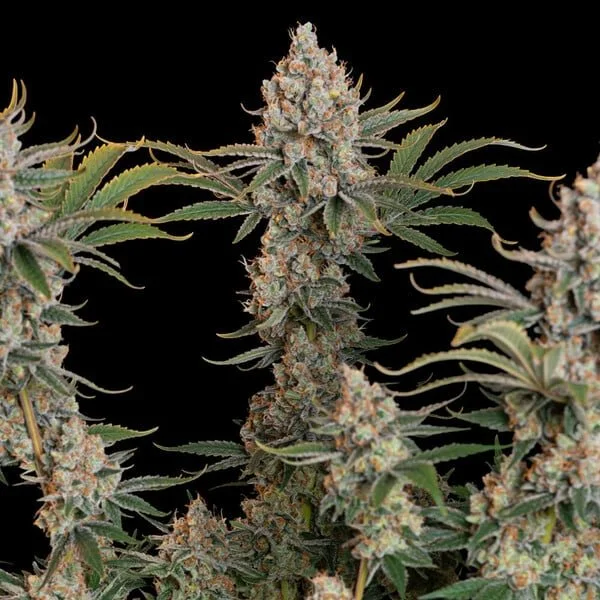 trainwreck rqs 3.jpg