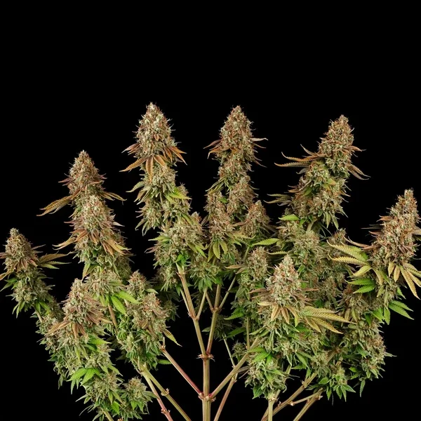 purple-punch rqs 3.webp