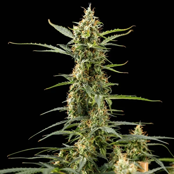 royal-kush-automatic (1).webp