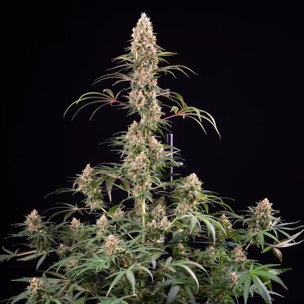 candy-kush-express-fast-flowering 3.webp