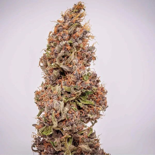 watermelon-automatic (1).webp