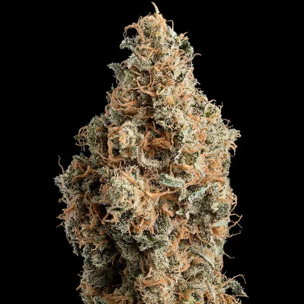 chocolate-haze 4.webp