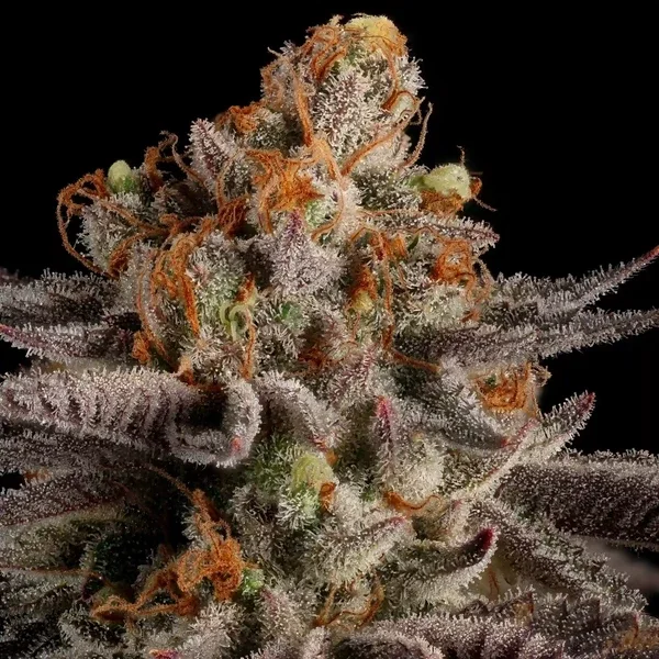 tropicana-cookies-purple RQS 3.webp