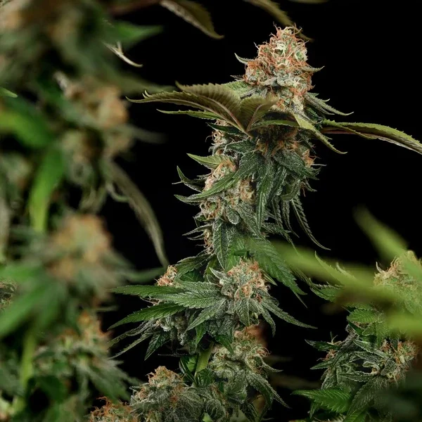 tatanka-pure-cbd (2).webp