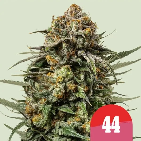 gelato-44 rqs2.jpg