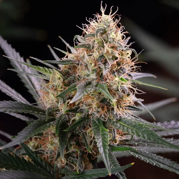 sundae-driver rqs3.webp