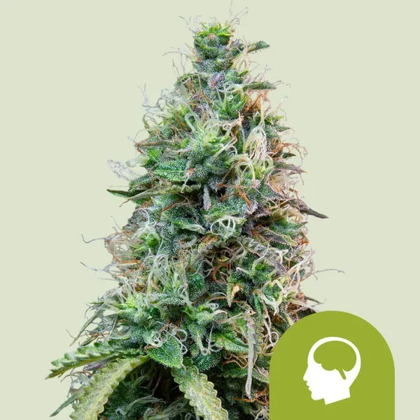 amnesia-haze-automatic.webp