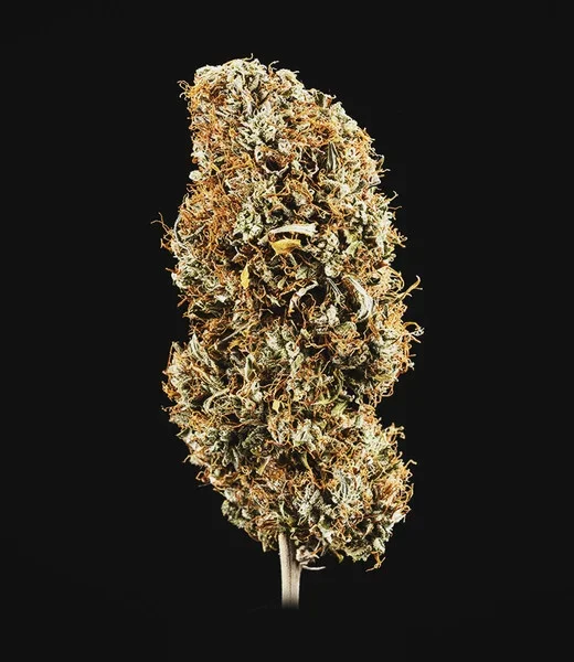 cookies-gelato-automatic (1).webp