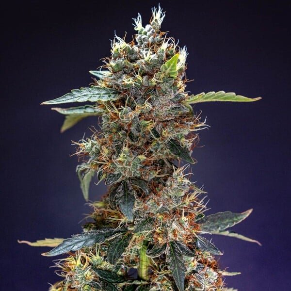 granddaddy-purple-automatic (3).jpg
