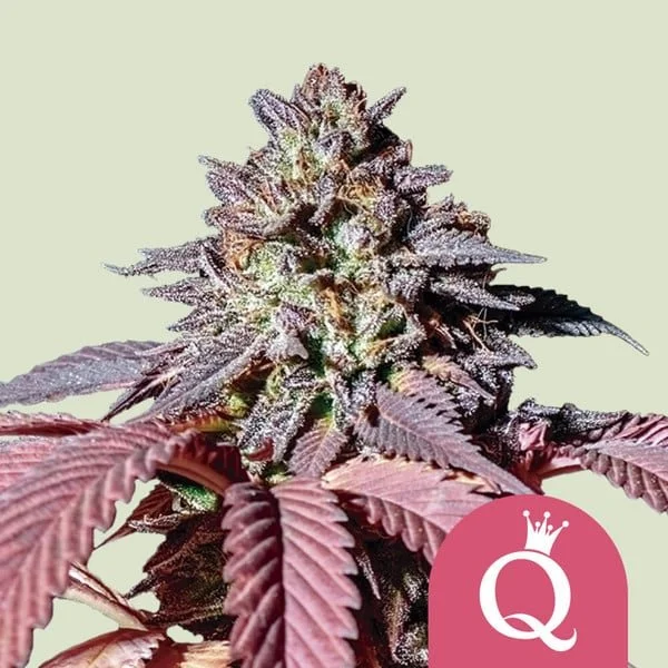 purple-queenrqs2.jpg