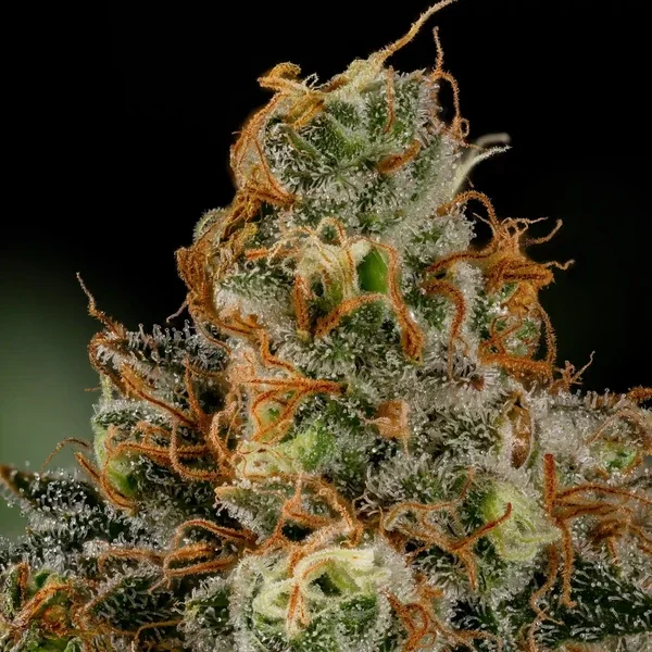 tropicana-cookies-purple RQS 2.webp