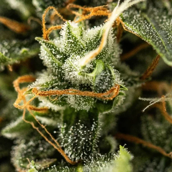 royal-kush-automatic (2).webp