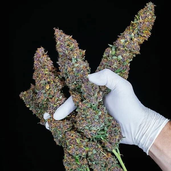 purple-queen-automatic (1).jpg