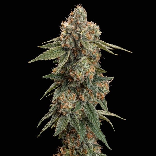 royal-skywalker rqs3.jpg