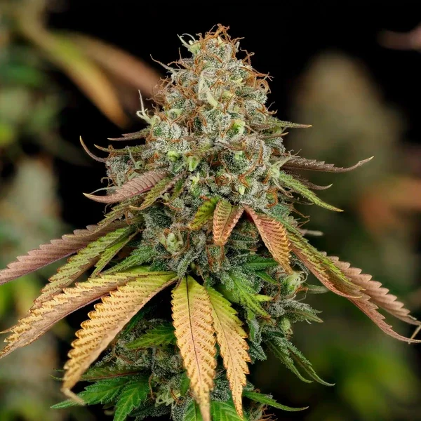 royal-highness (2).webp