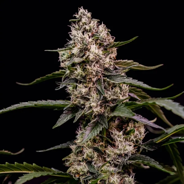 orbital-banana-f1 (2).webp