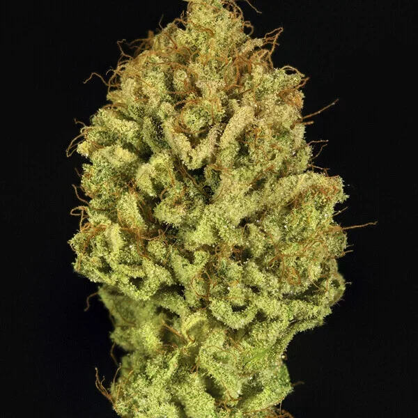 green-gelato B1.webp