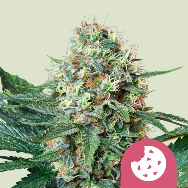 Royal Cookies aka Girl Scout Cookie