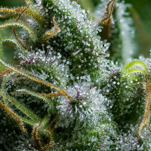 diesel-automatic (3).webp