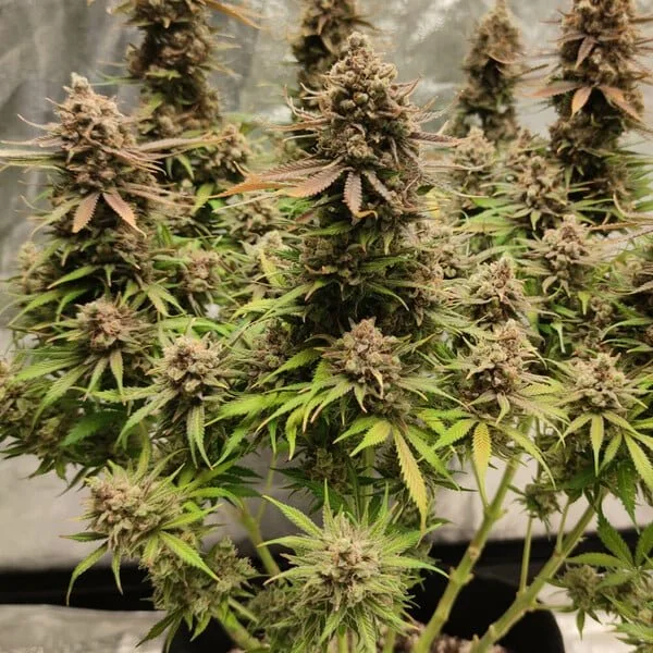 north-thunderfuck rqs3.jpg