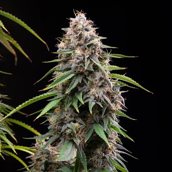 sticky-queen rqs 3.webp