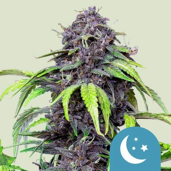 purplematic-cbd.jpg