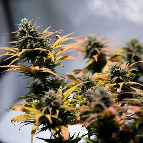 stress-killer-automatic-cbd (1).jpg