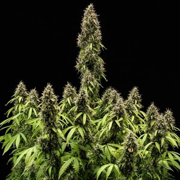 pink-mist-automatic (1).jpg