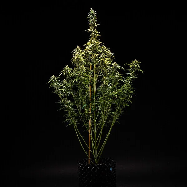 nyc-sour-d-automatic (2).webp